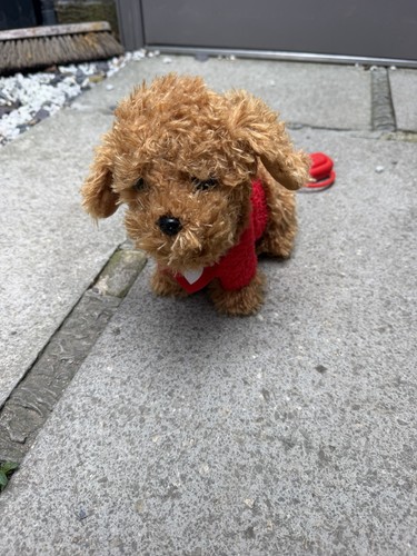 Walkies with waffle the wonder - with,
