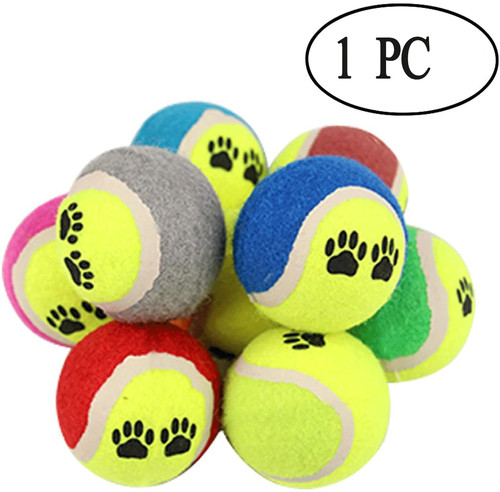 Pets play outdoor garden - outdoor,